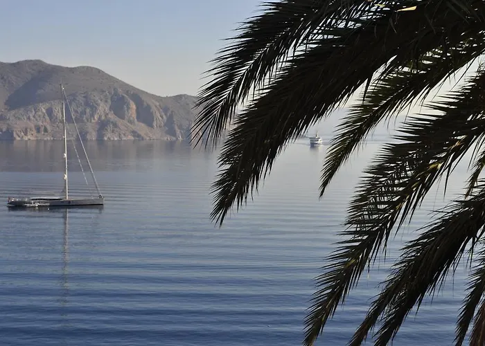 Daire Palm Tree Simi